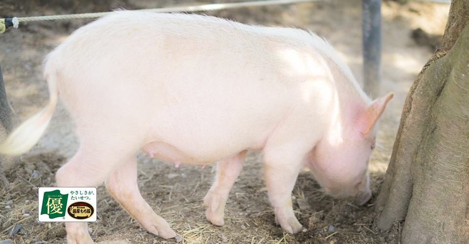 鹿児島県内の契約農家のみが生産しているブランド肉「薩摩もち豚」